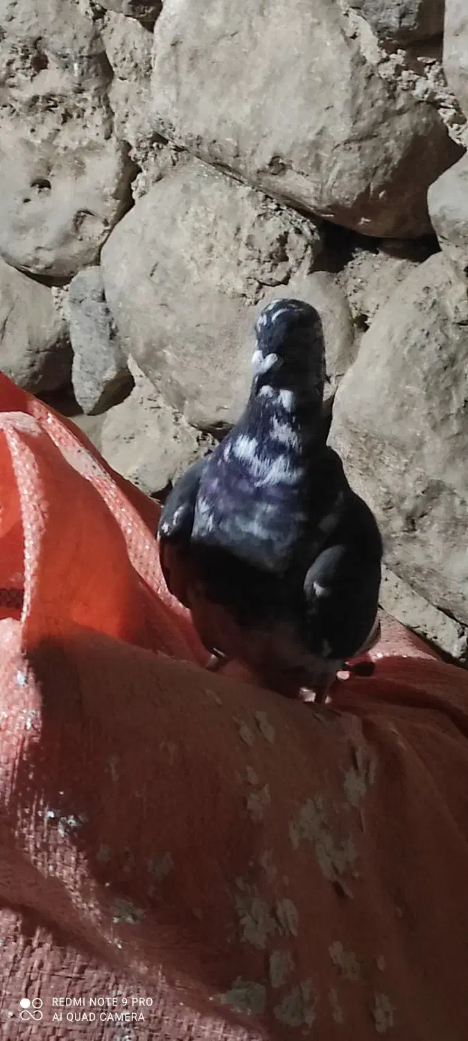 کفتر|پرنده|سپیدان, |دیوار