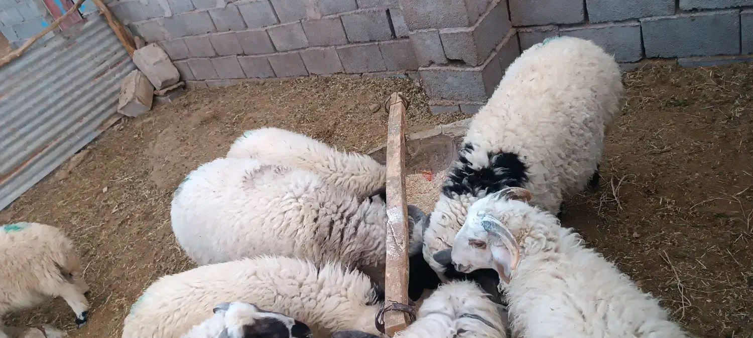 چاق بره محل ی نره|حیوانات مزرعه|رفسنجان, |دیوار