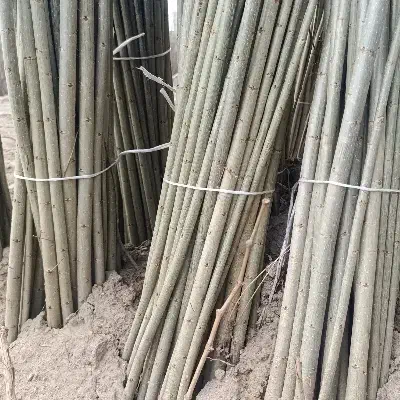 نهال صنوبرارتفاع 4الی 5متراصل رقم خارجی سریع الرشد|خدمات باغبانی و درختکاری|زنجان, |دیوار