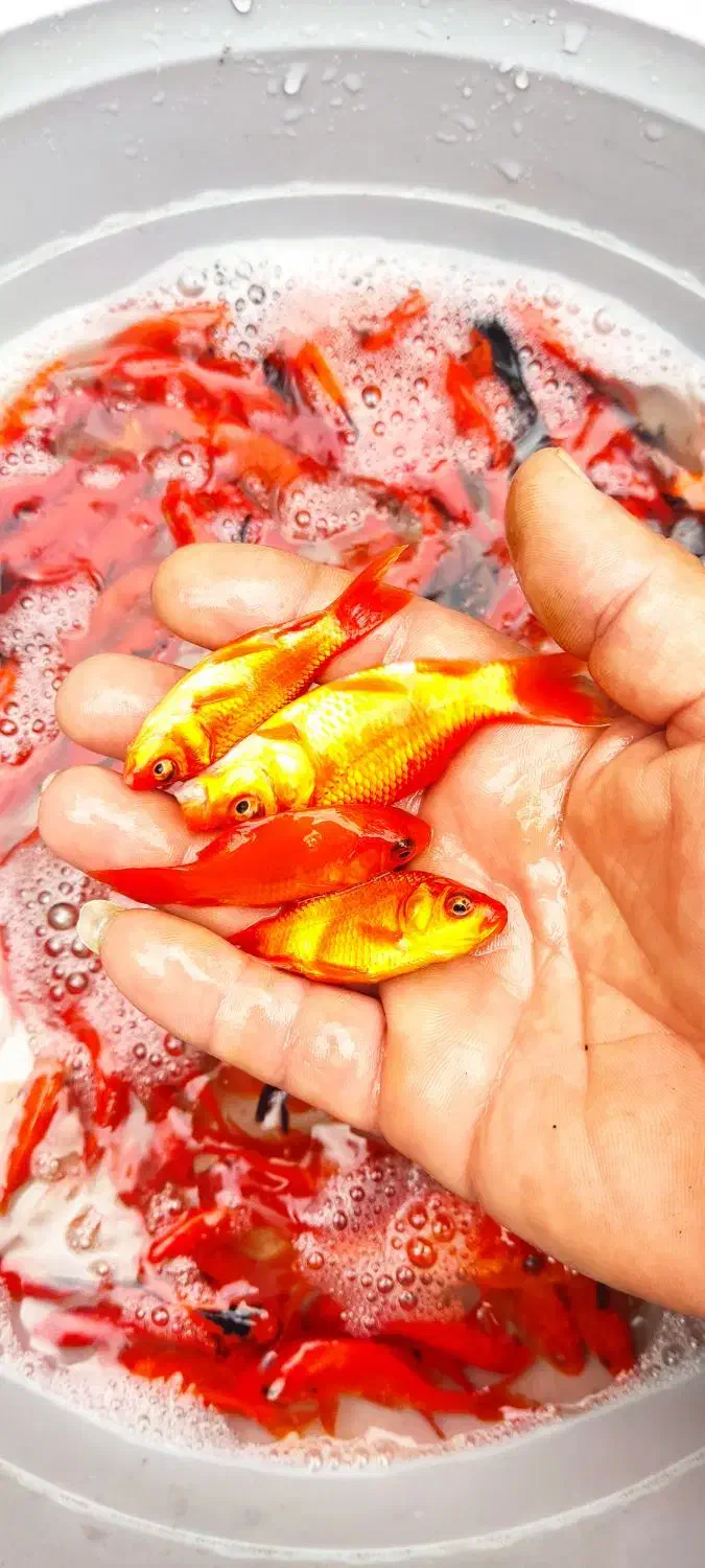 ماهی قرمز|ماهی|چالوس, |دیوار