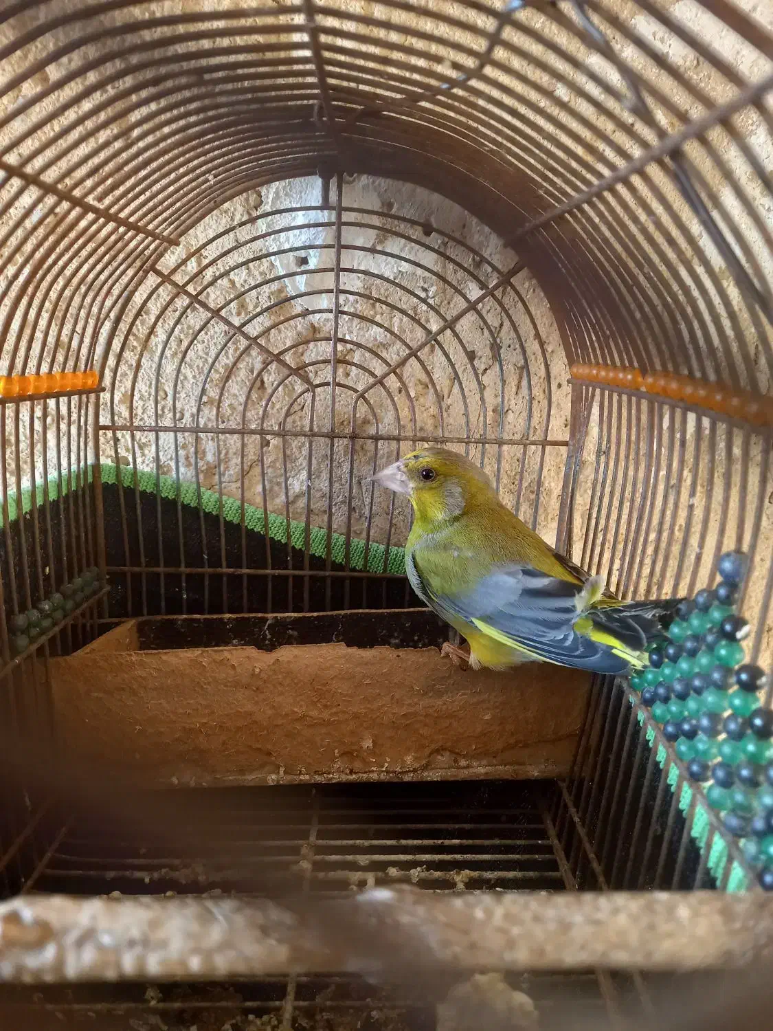 فروش سهره سبز نر دوساله|پرنده|شیراز, ویلاشهر|دیوار