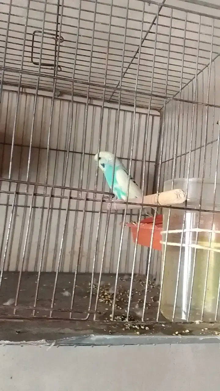 مرغ عشق|پرنده|تبریز, |دیوار