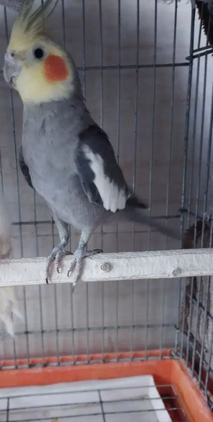 عروس هلندی نر سینامون|پرنده|قلعه نو, |دیوار