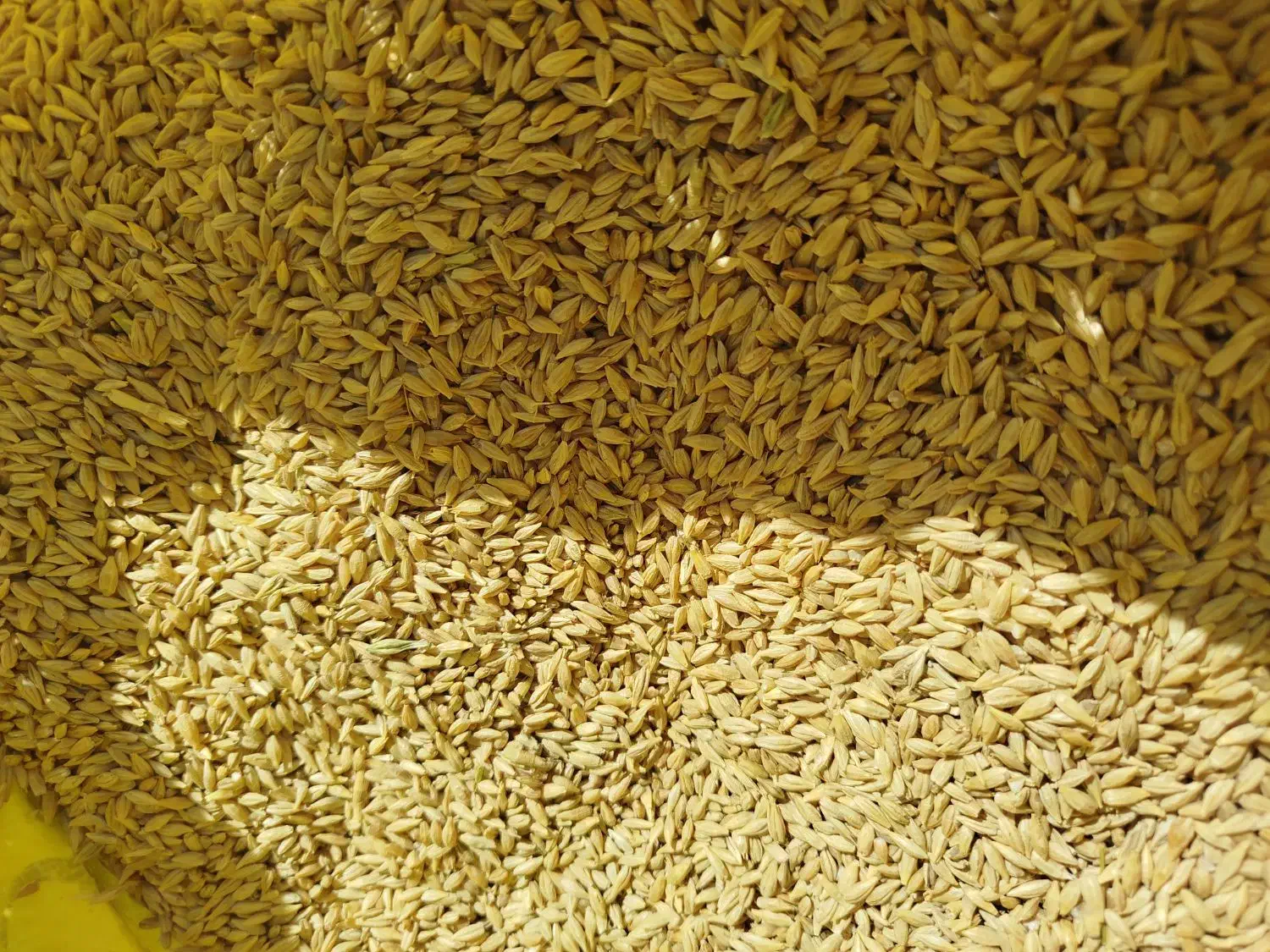 جو آبی|خدمات باغبانی و درختکاری|سنقر, |دیوار