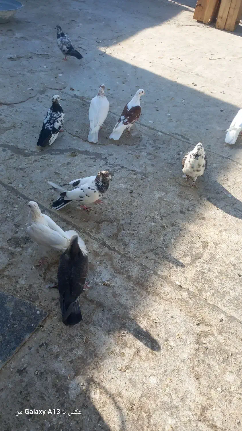 ۱۰ تا کفتر یا کبوتر|پرنده|کرج, آق تپه|دیوار