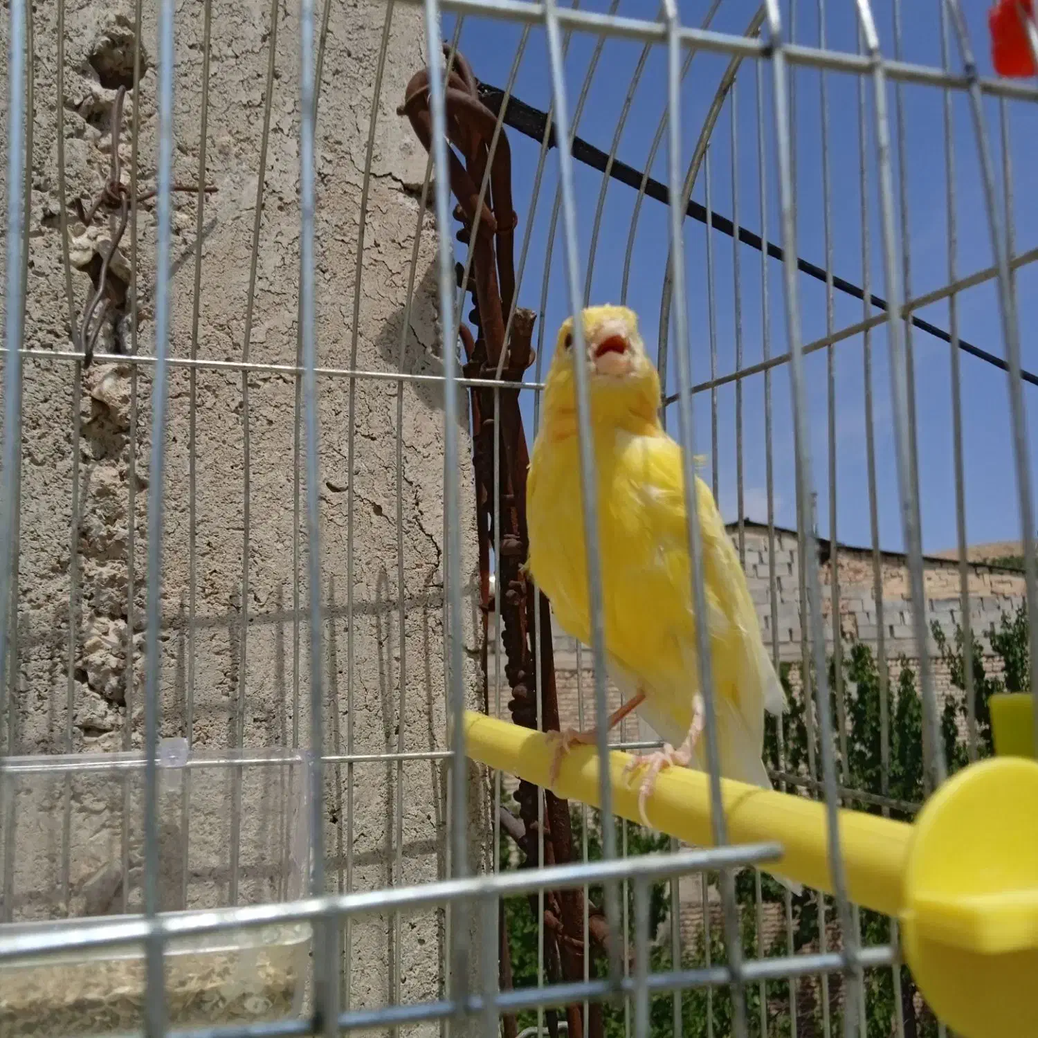 قناری نر|پرنده|بابا حیدر, |دیوار