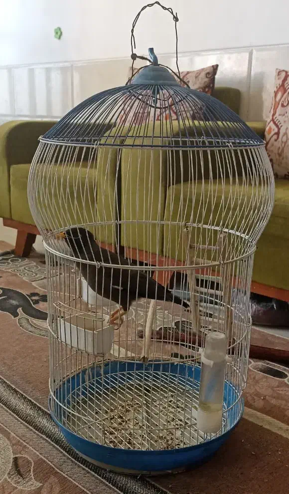 مرغ مینا همراه با قفس|پرنده|شیراز, کوشک میدان|دیوار