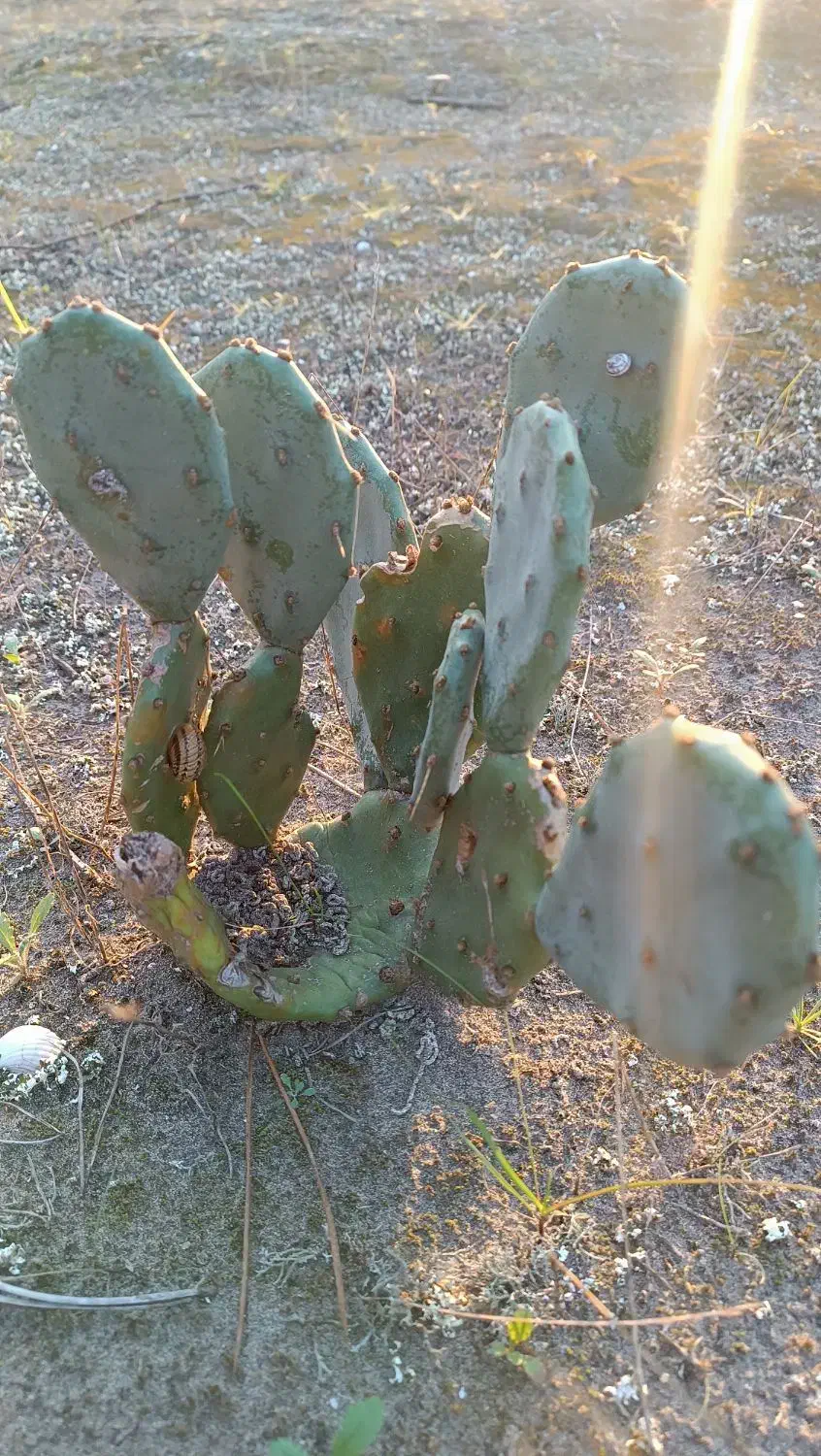 میوه ،برگ و نهال  اپونتیا کاکتوس|عمده‌فروشی|کیاشهر, |دیوار