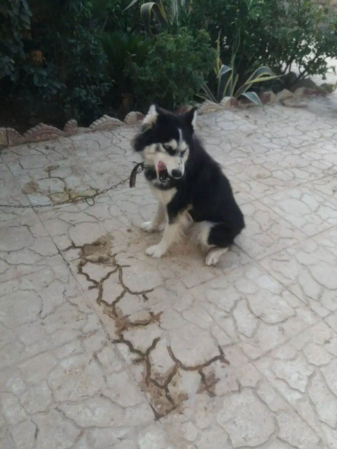 هاسکی ماده چشم یخی زیبا|سگ|مرزنآباد, |دیوار