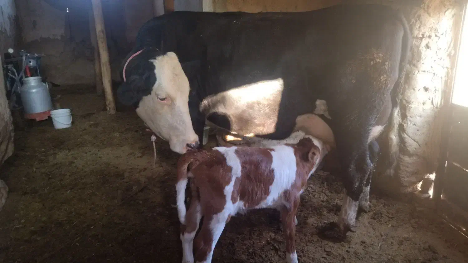 گاو سیمینتال با گوساله|حیوانات مزرعه|مشهد, خواجه ربیع|دیوار