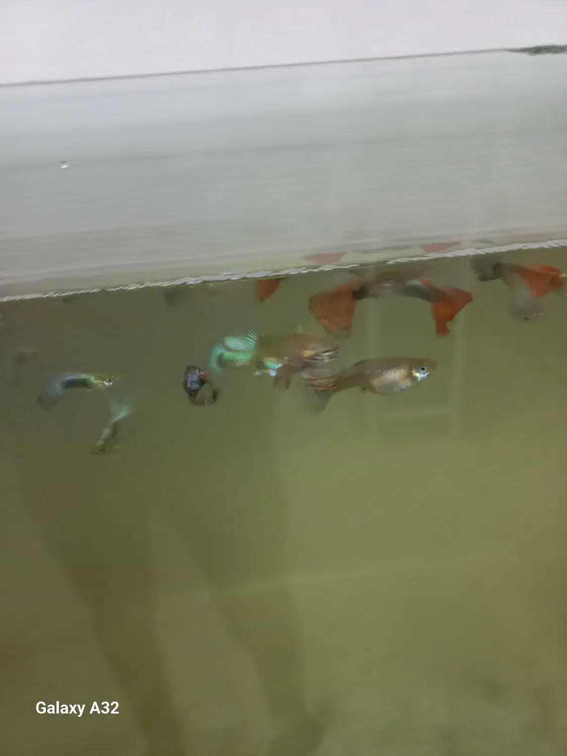 ماهی گپی|ماهی|تبریز, |دیوار