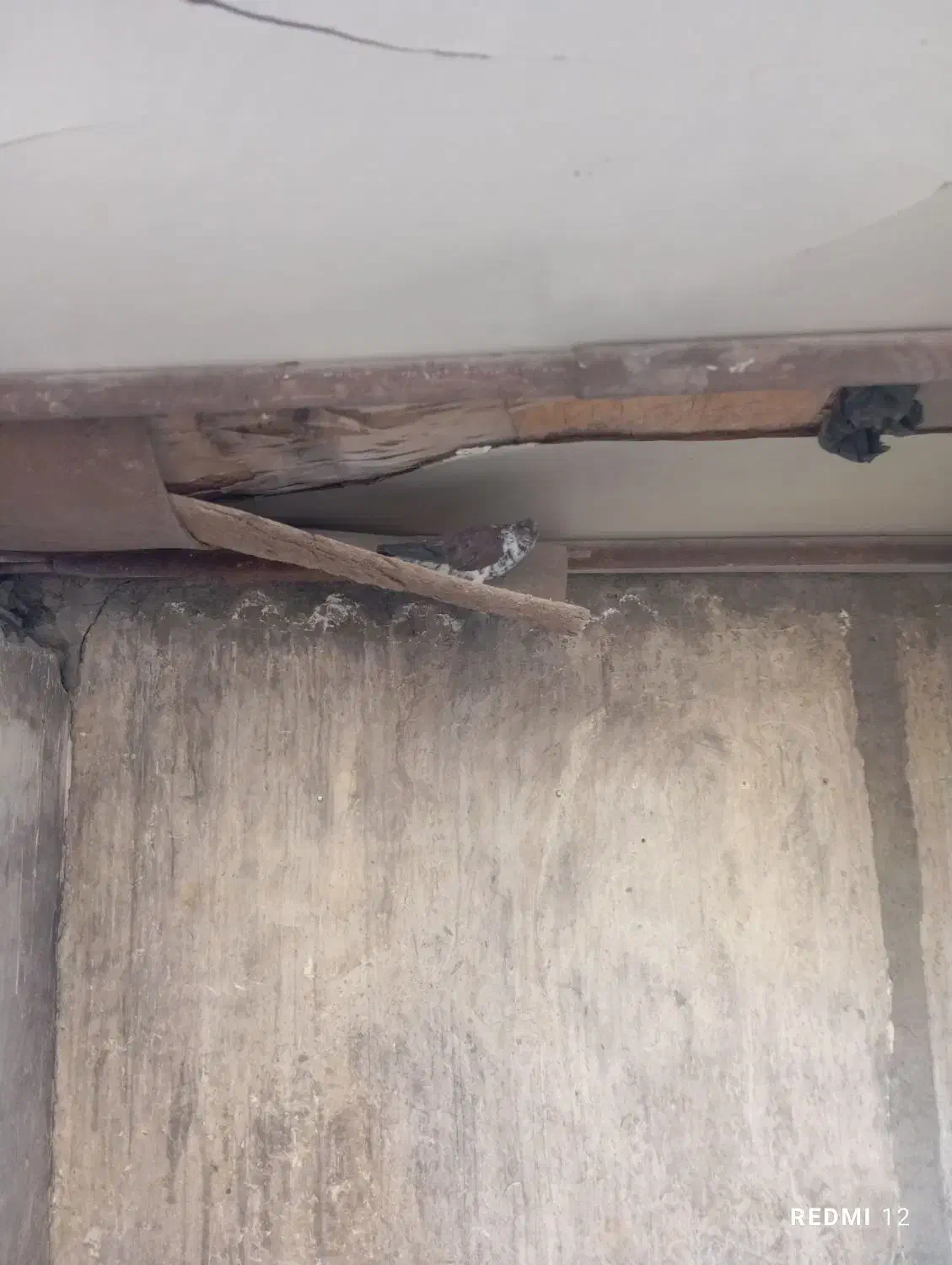 فروش تعدادی کبوتر|پرنده|اصفهان, اندوان|دیوار