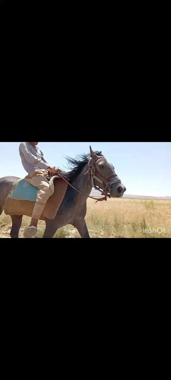 اسب سالم|اسب و تجهیزات اسب‌سواری|تربت جام, جلگه موسی آباد|دیوار