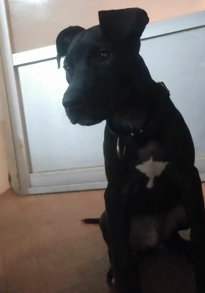 پیت بول|سگ|اصفهان, رکن الدوله غربی|دیوار