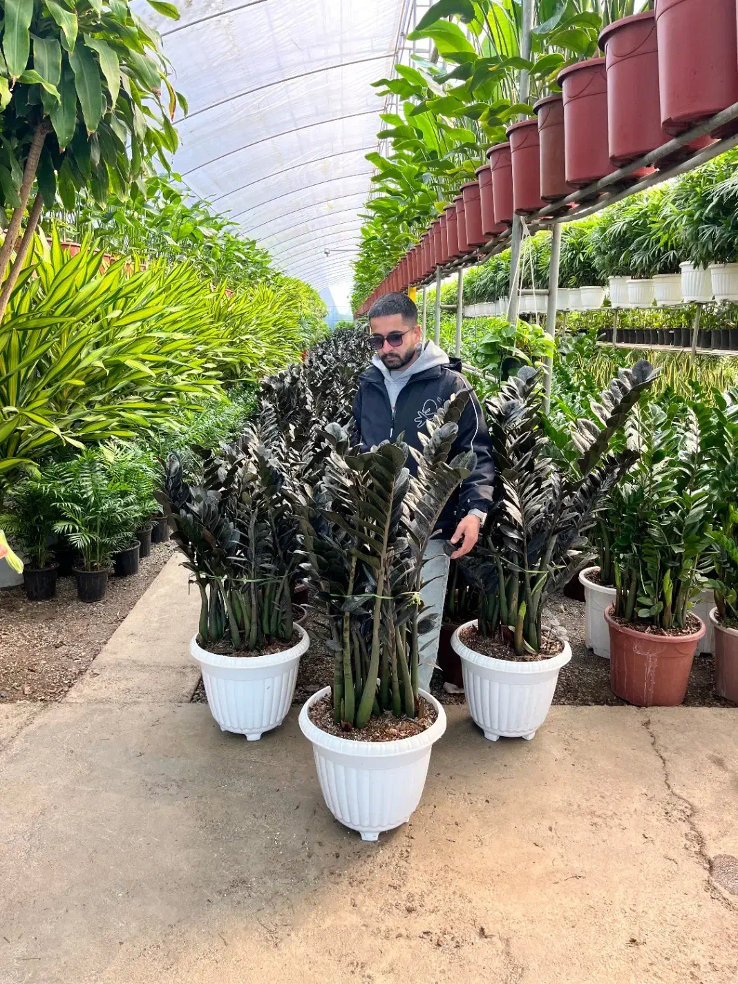 گیاهان اپارتمانی لوکس و مقاوم|گل و گیاه طبیعی|کن, |دیوار