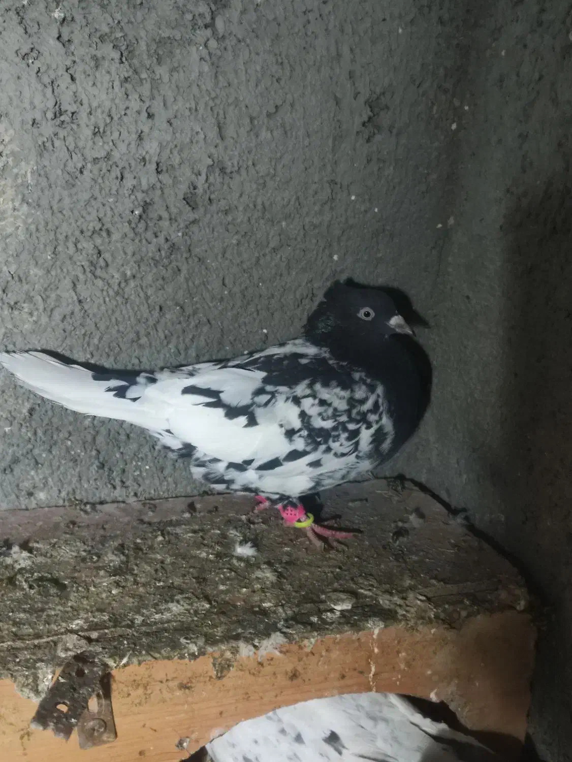 8عددکفتر|پرنده|چناران, |دیوار