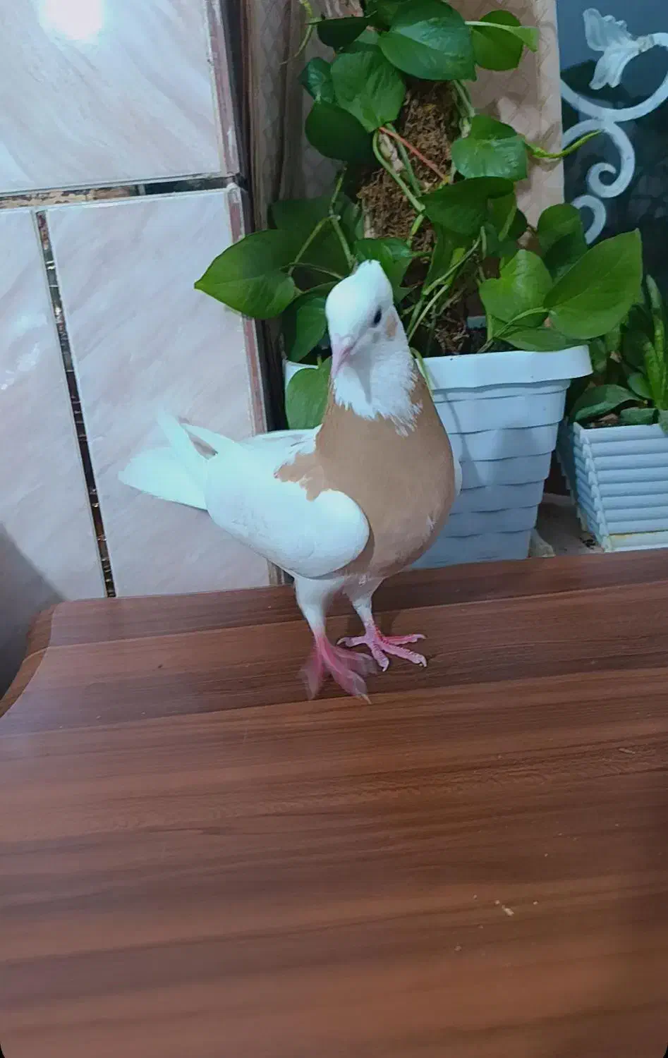 کبوتر|پرنده|مرودشت, فاز اول شهرک فرهنگیان|دیوار