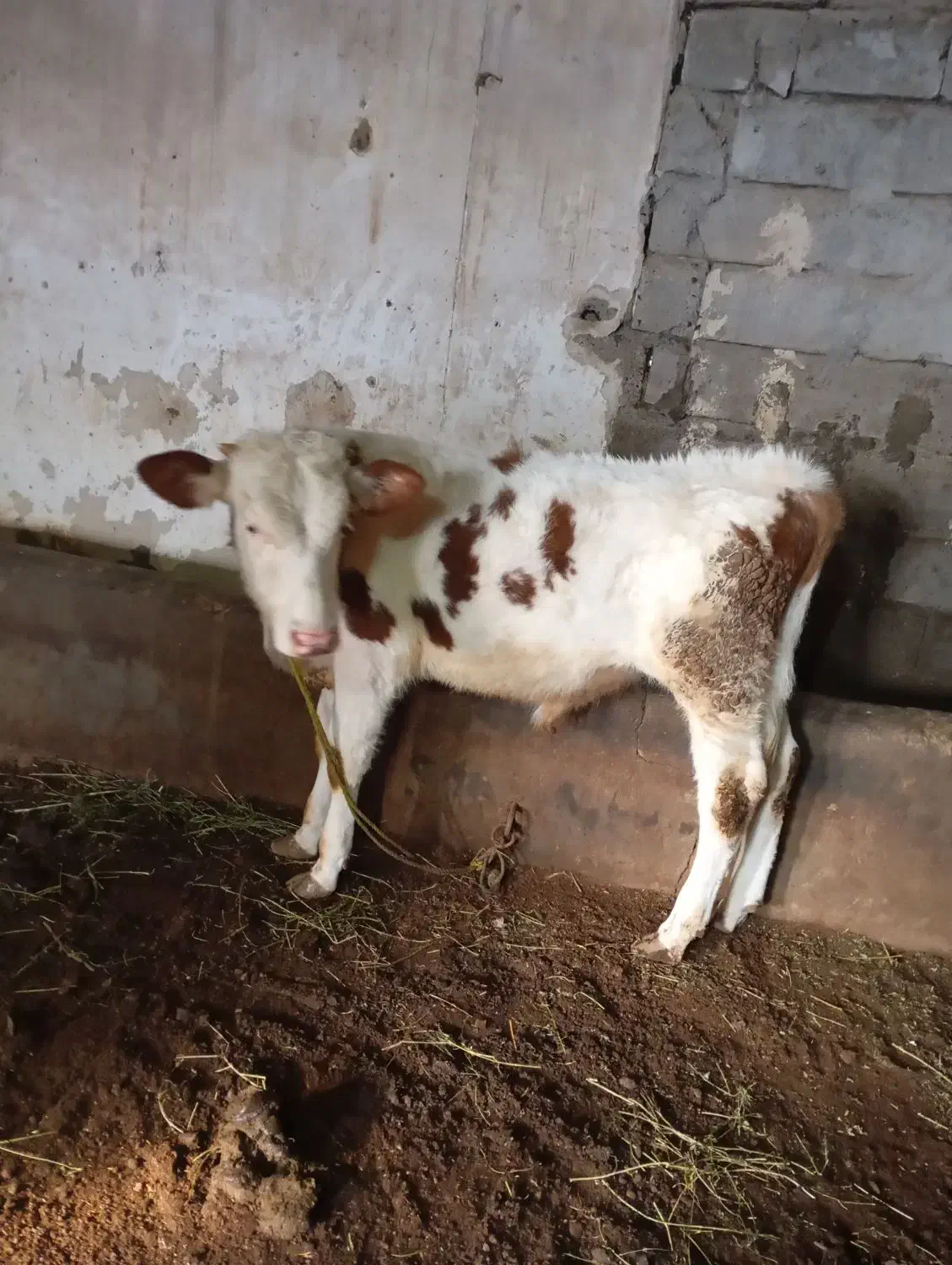 گوساله نر سیمینتال|حیوانات مزرعه|فیروزآباد (آذربایجان), |دیوار