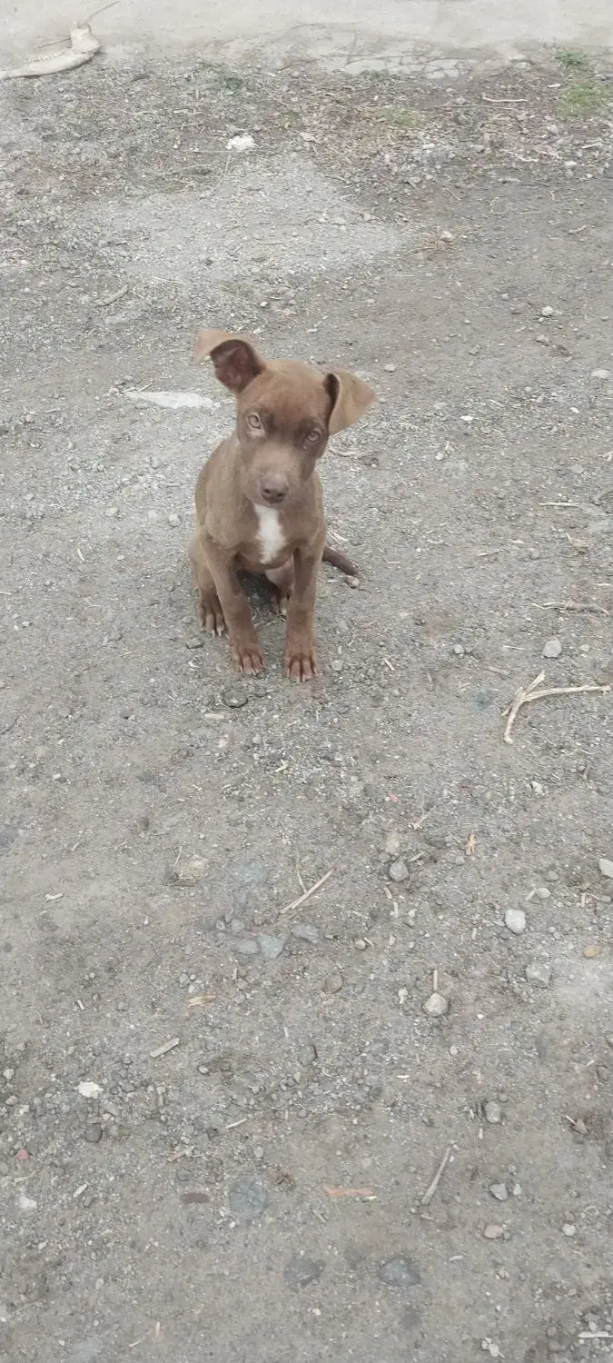 توله پیتبول گم شده|سگ|مشگین شهر, |دیوار