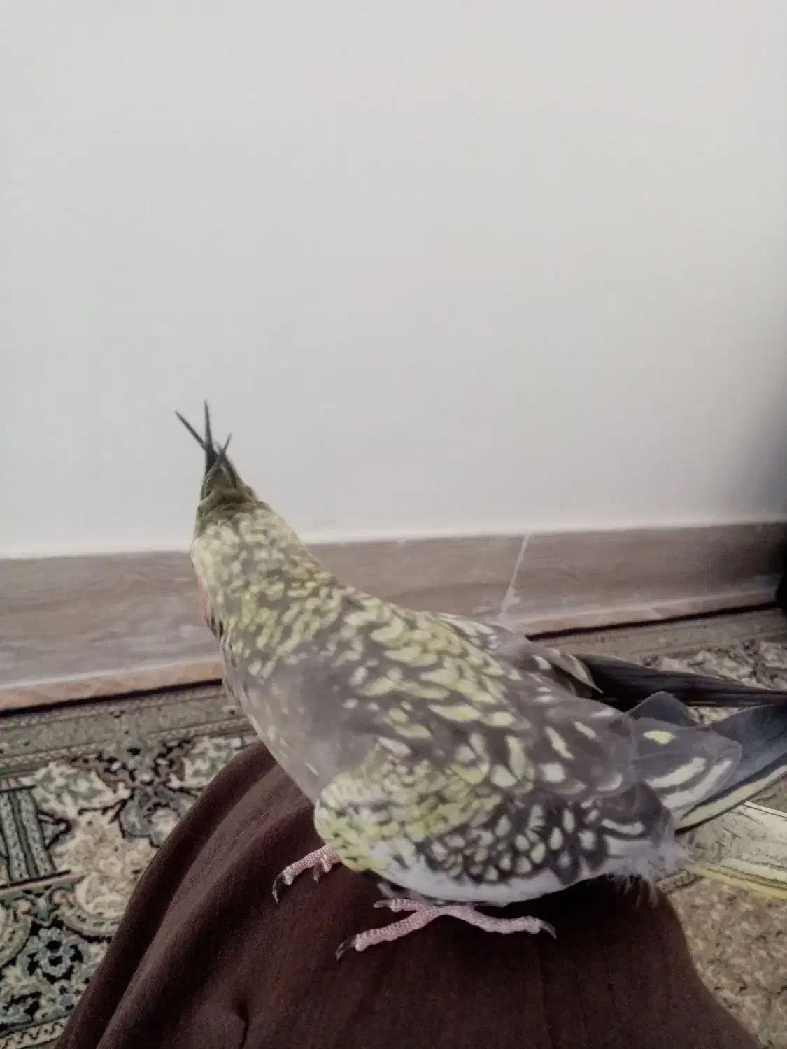 عروس هلندی فروش فوری|پرنده|اردکان, |دیوار