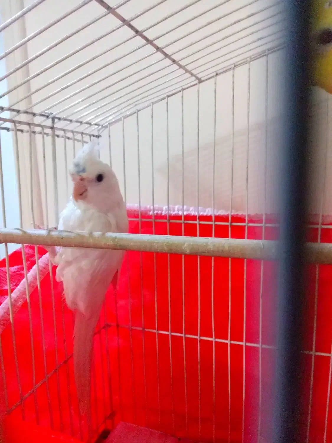 ۳تا طوطی بالغ یه پسر ۲تا دختر|پرنده|آمل, |دیوار