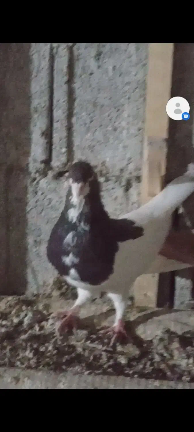 نروماده شهری بی عیب برازجان|پرنده|برازجان, |دیوار