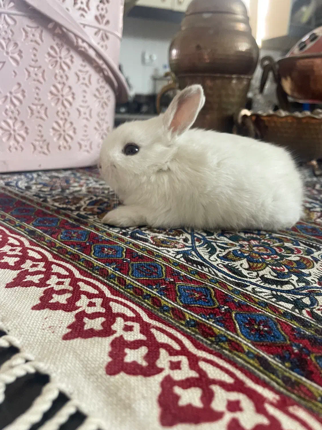 خرگوش مینی لوپ هلندی|موش و خرگوش|یزد, |دیوار