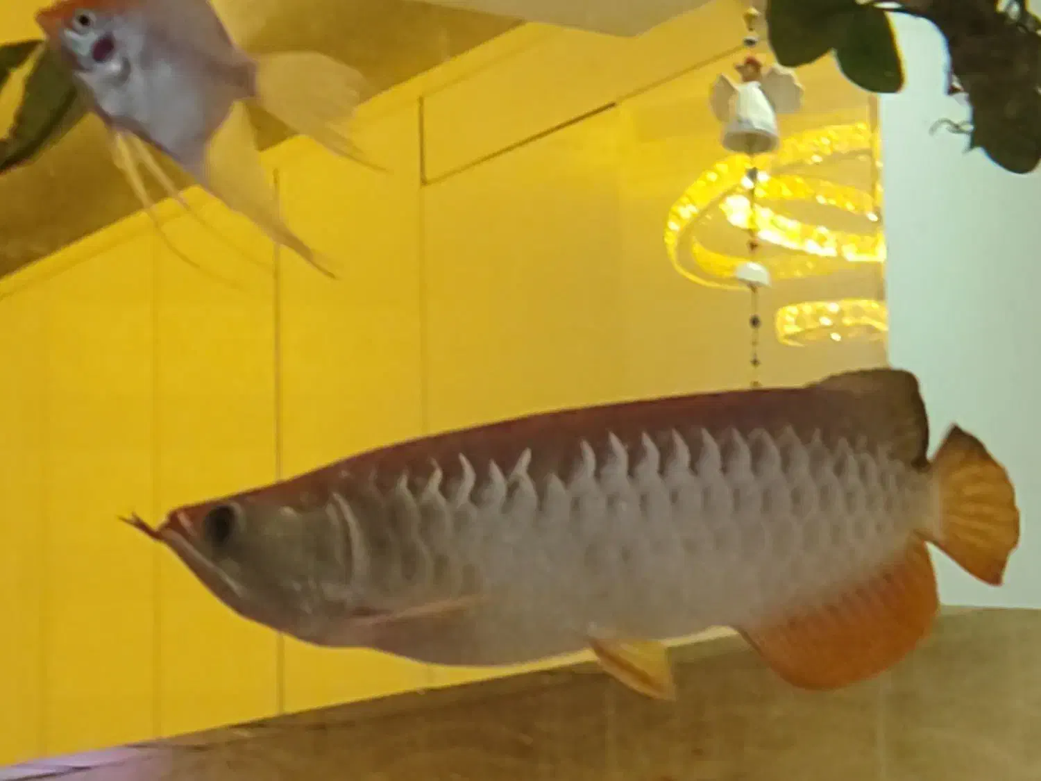 آروانای های بک گلدن 27 سانتی سالم|ماهی|تهران, ارامنه|دیوار