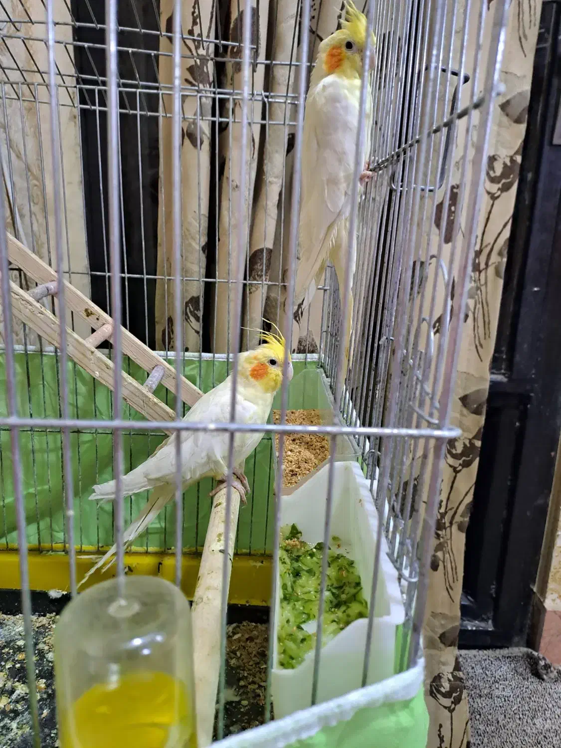 عروس هلندی به شرط میدم|پرنده|بندر ماهشهر, |دیوار