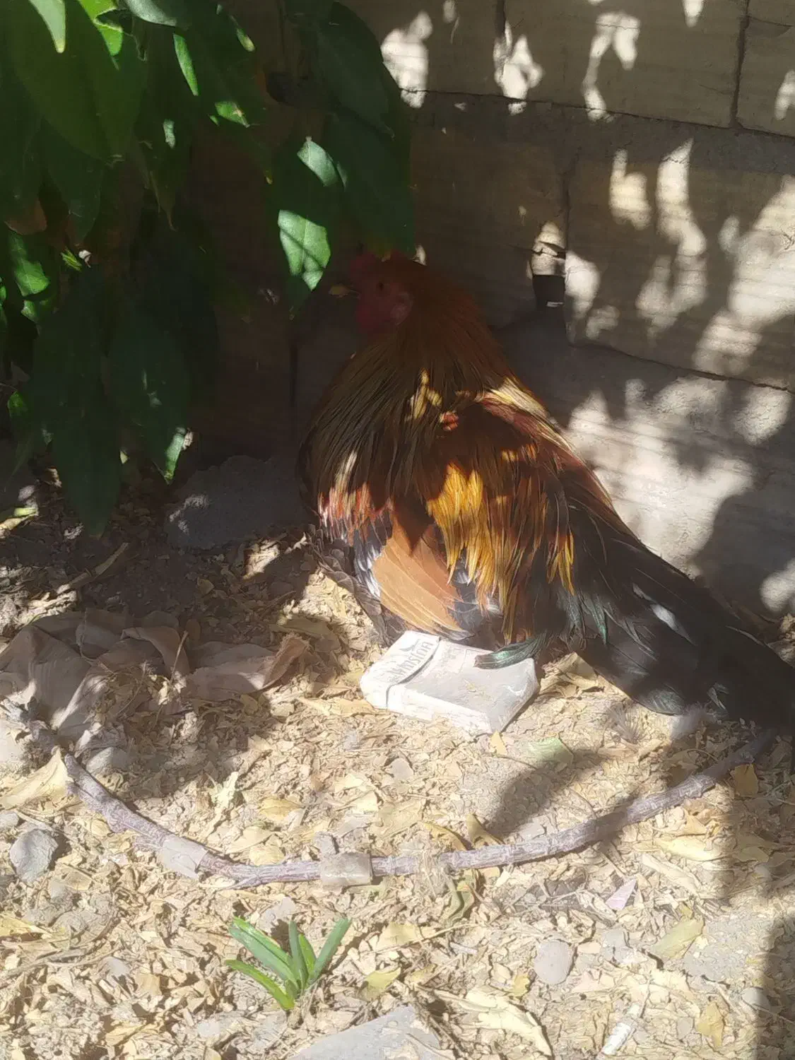 خروس|حیوانات مزرعه|ایذه, |دیوار