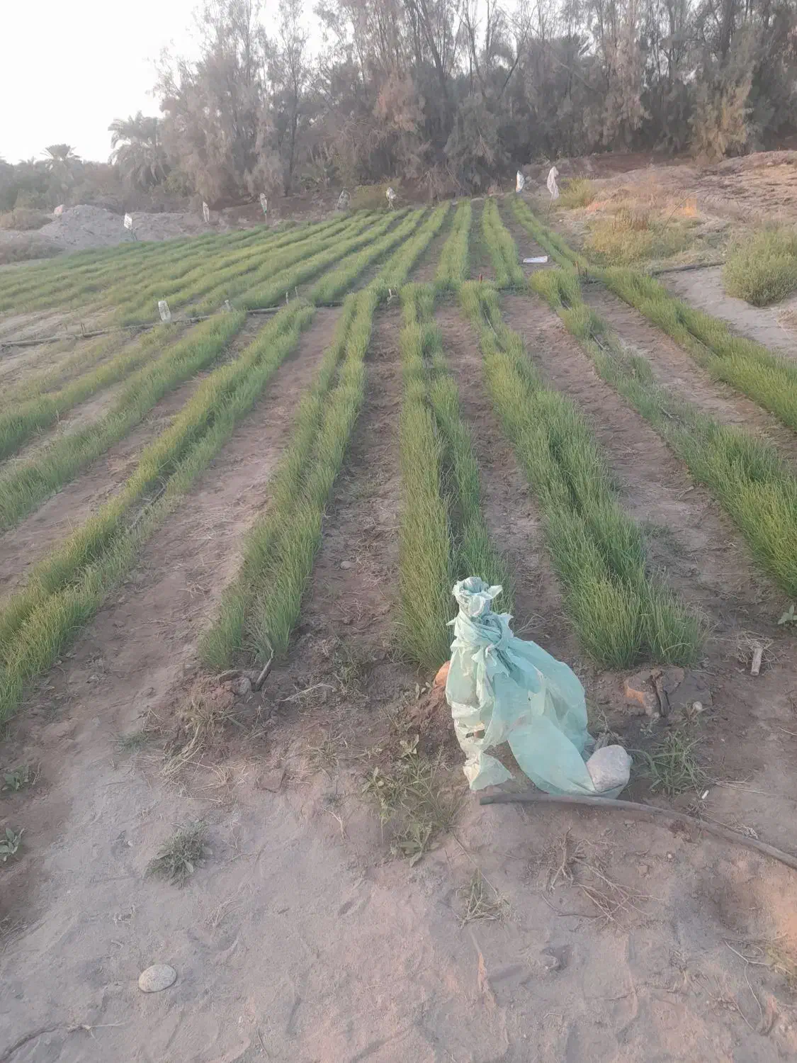 نهال پیاز مینروا|خدمات باغبانی و درختکاری|عنبرآباد, |دیوار