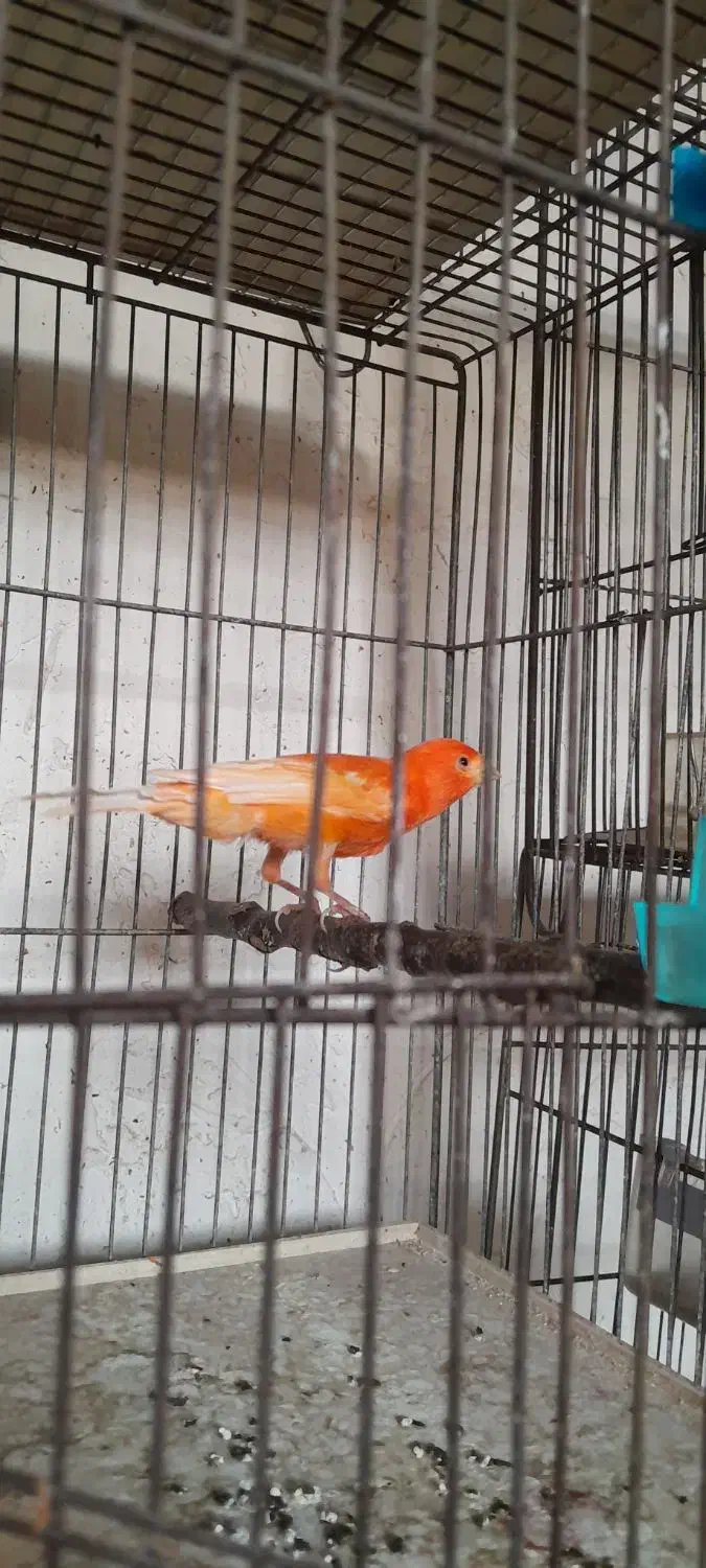 قناری|پرنده|محمدیه-قزوین, |دیوار