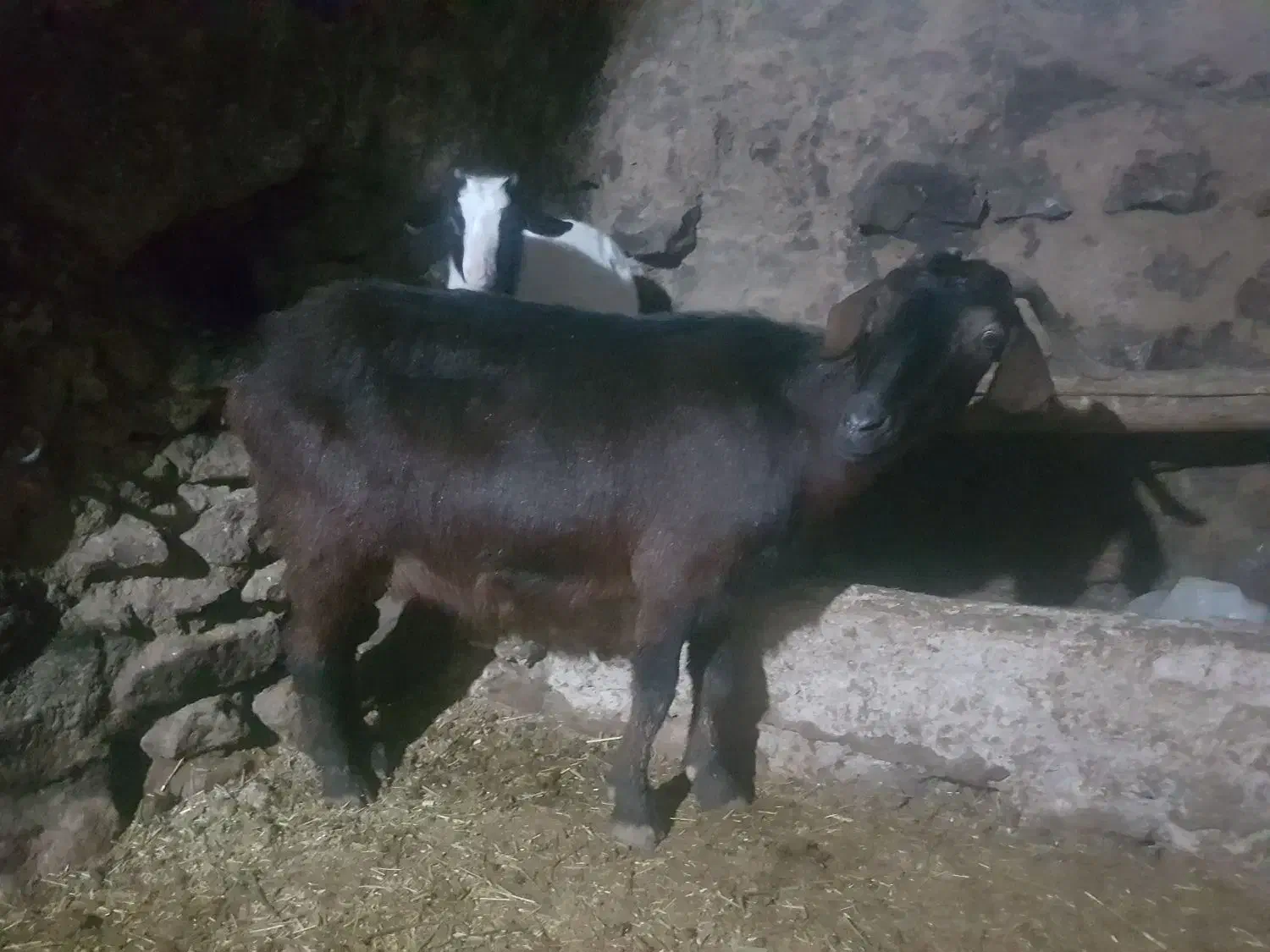 بزه ومیش|حیوانات مزرعه|قیدار, |دیوار