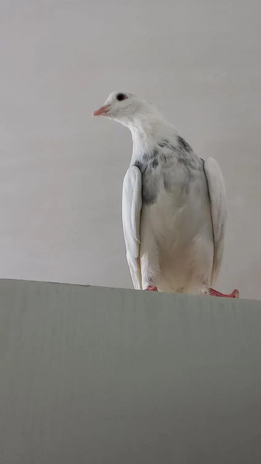 کفتر|پرنده|دهگلان, |دیوار