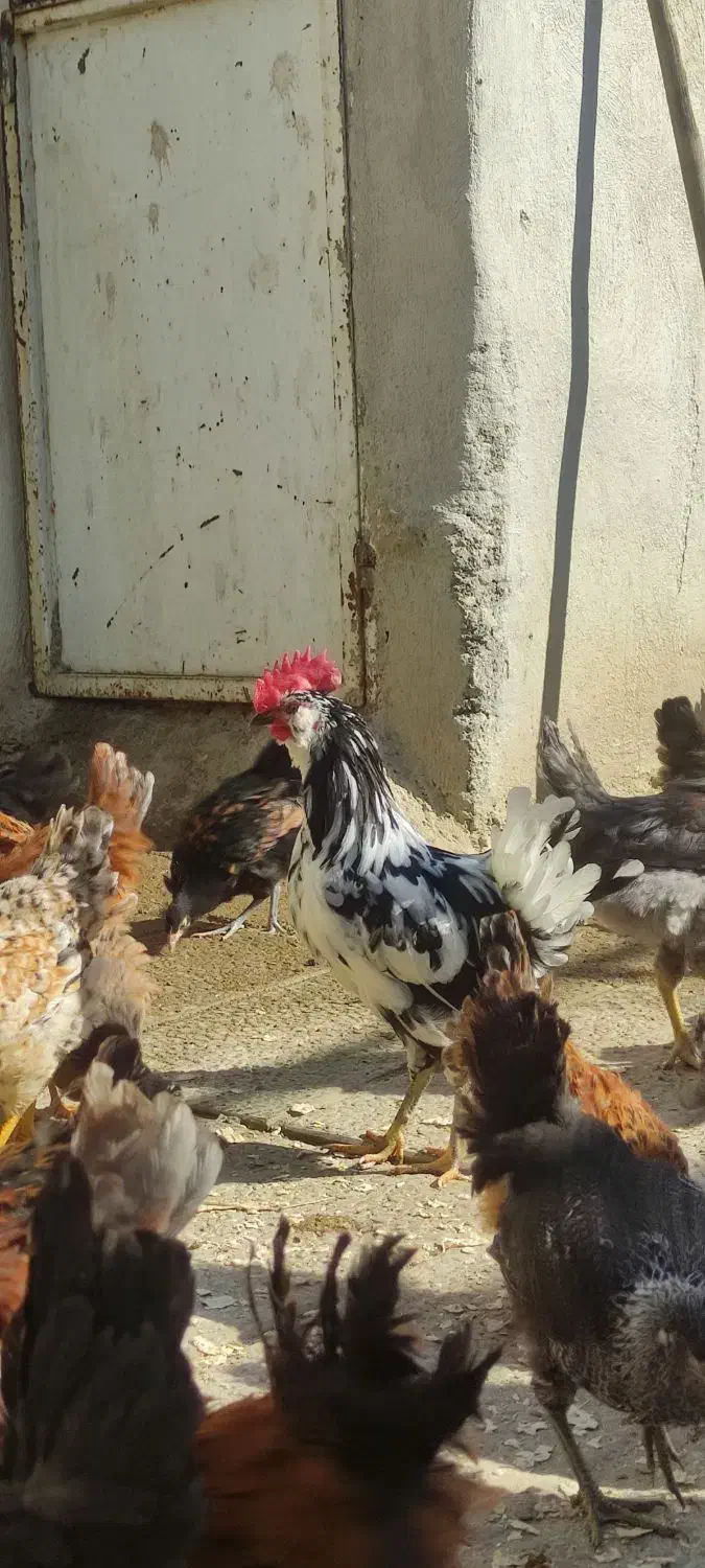 مرغ و خروس محلی مرغ گلیل|حیوانات مزرعه|دینور, |دیوار