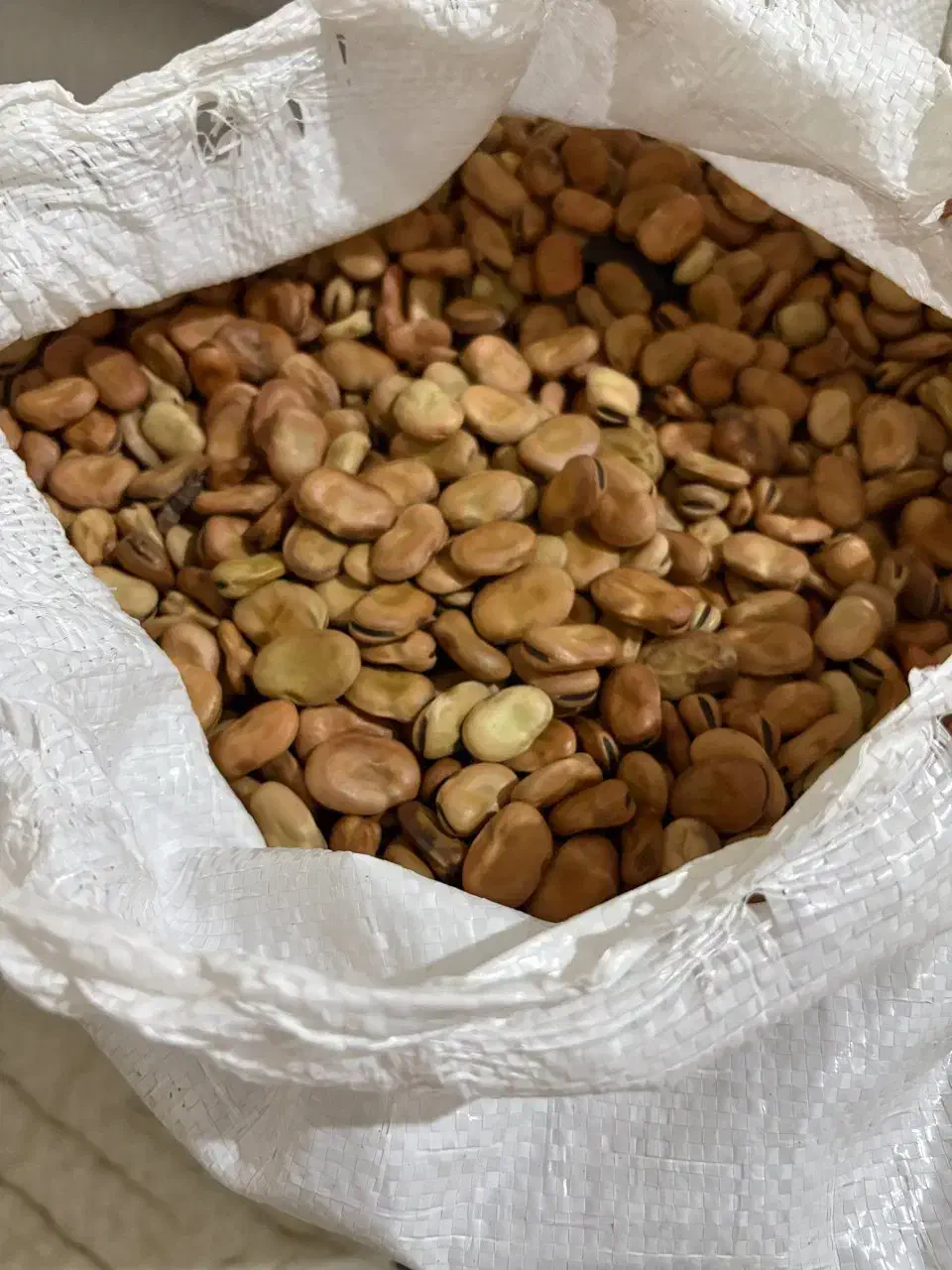 بذر باقلا هیستال درجه یک|گل و گیاه طبیعی|گرگان, |دیوار