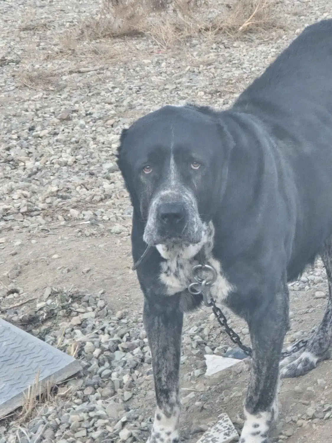 سگ گمشده|حیوانات|رودهن, |دیوار