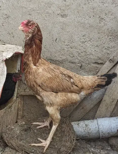 تخم مرغ لاری|حیوانات مزرعه|اردبیل, |دیوار