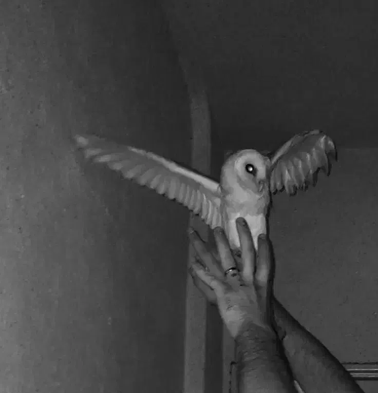 گمشده|حیوانات|کرج, اصفهانی‌ها|دیوار