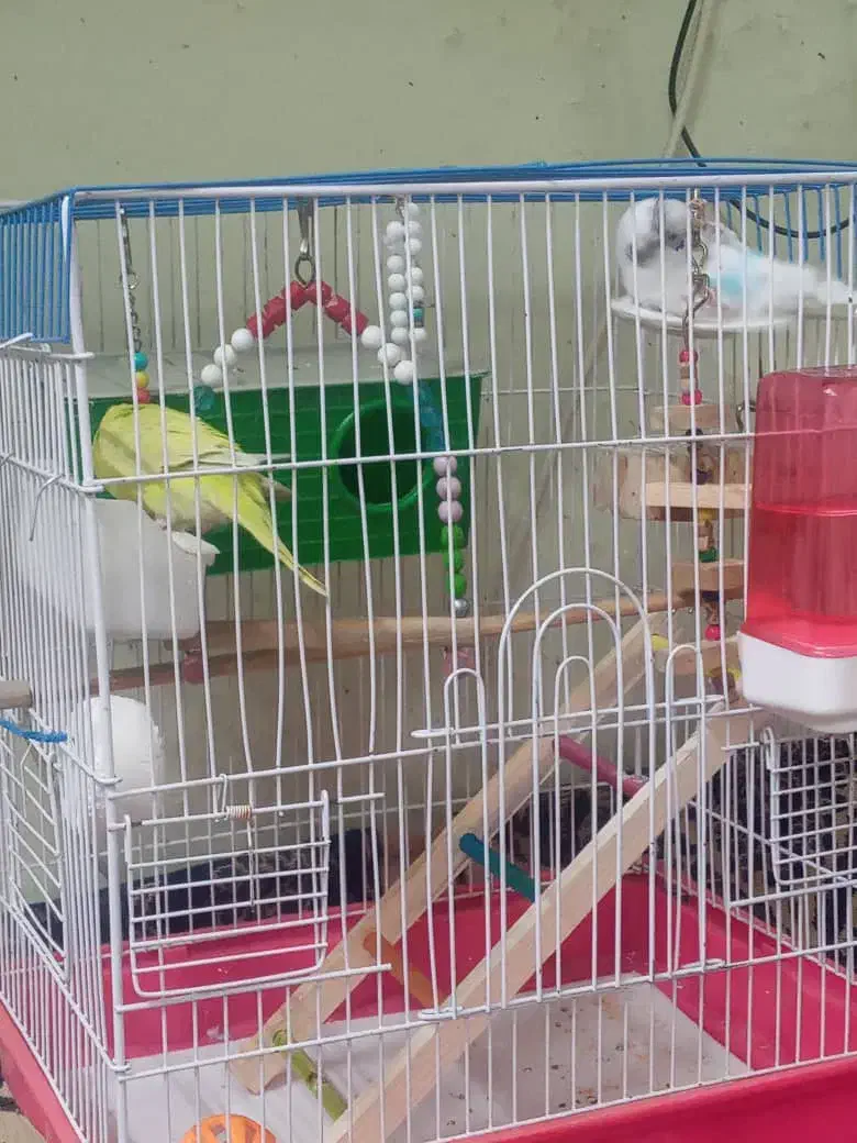 یک جفت مرغ عشق و لانه حصیری|پرنده|ری, منصوریه منگل|دیوار