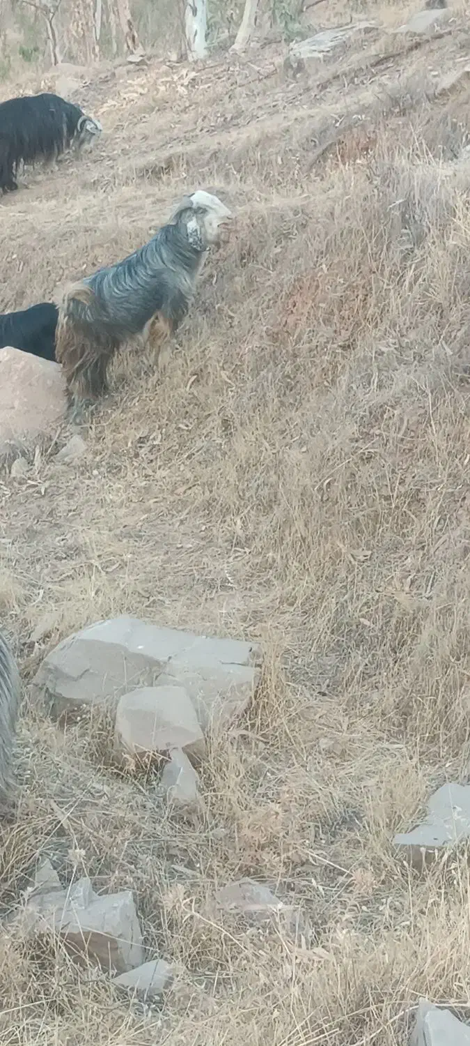 بز نر معاوفه دارم|حیوانات مزرعه|اندیکا, |دیوار