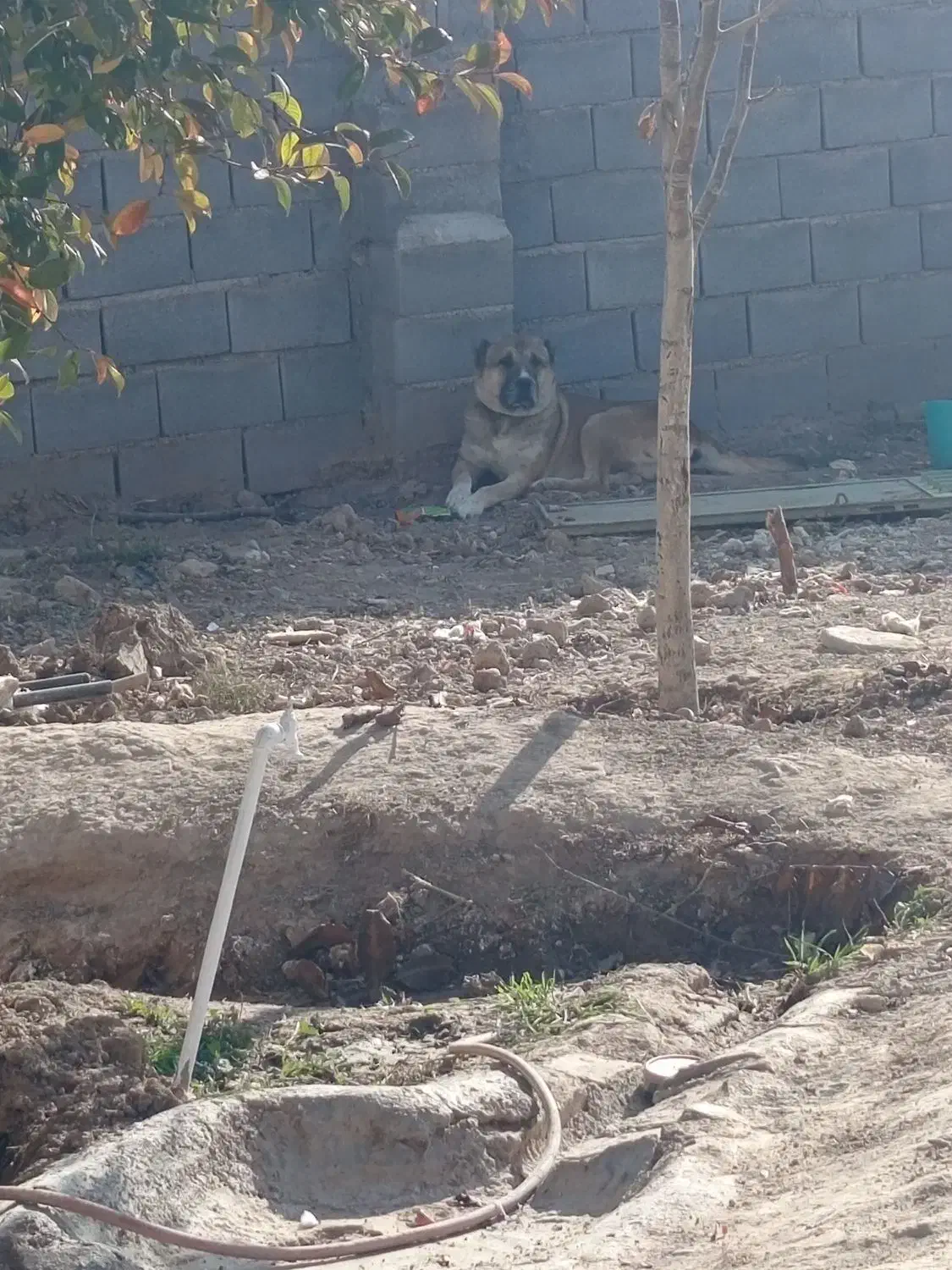 واگذاری سگ|سگ|قوچان, |دیوار