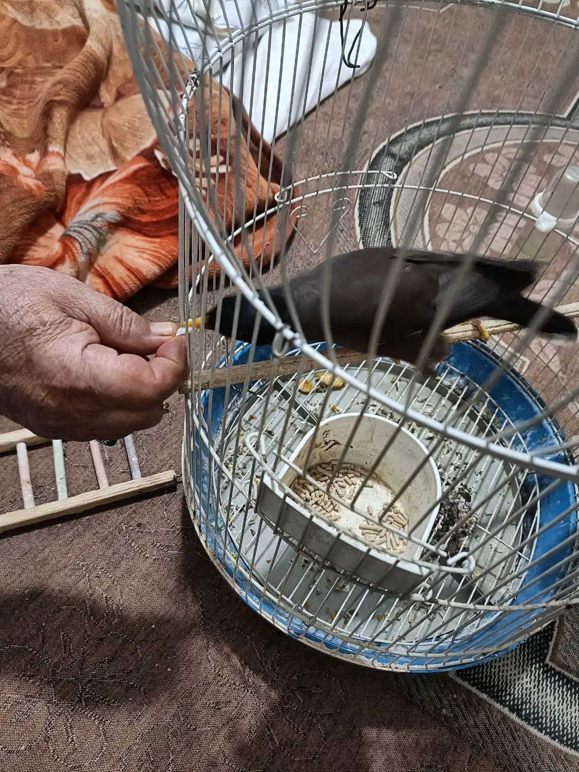 مینا|پرنده|شیراز, کوشک میدان|دیوار