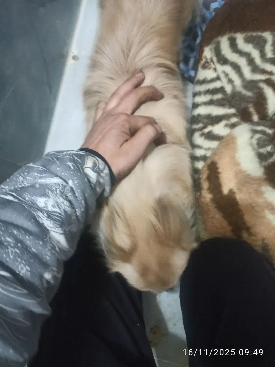 واگذارسگ ماده|سگ|باقرشهر, |دیوار