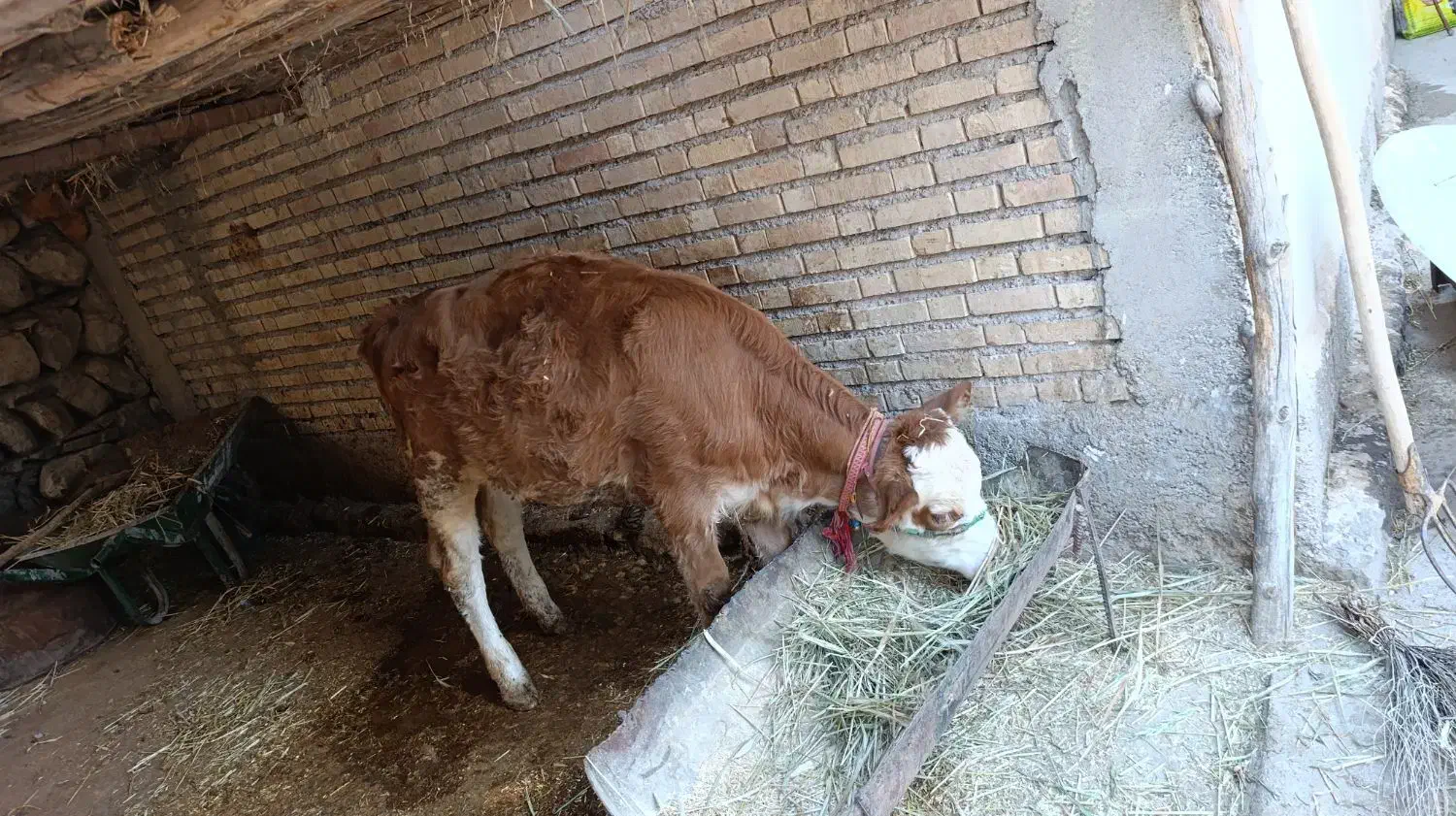 گوساله ماده|حیوانات مزرعه|لالی, |دیوار