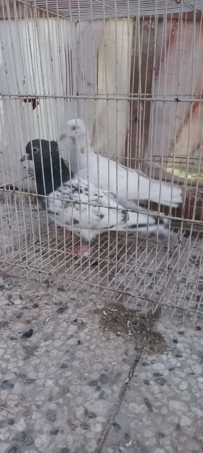 کفتر|پرنده|مشهد, چهاربرج|دیوار