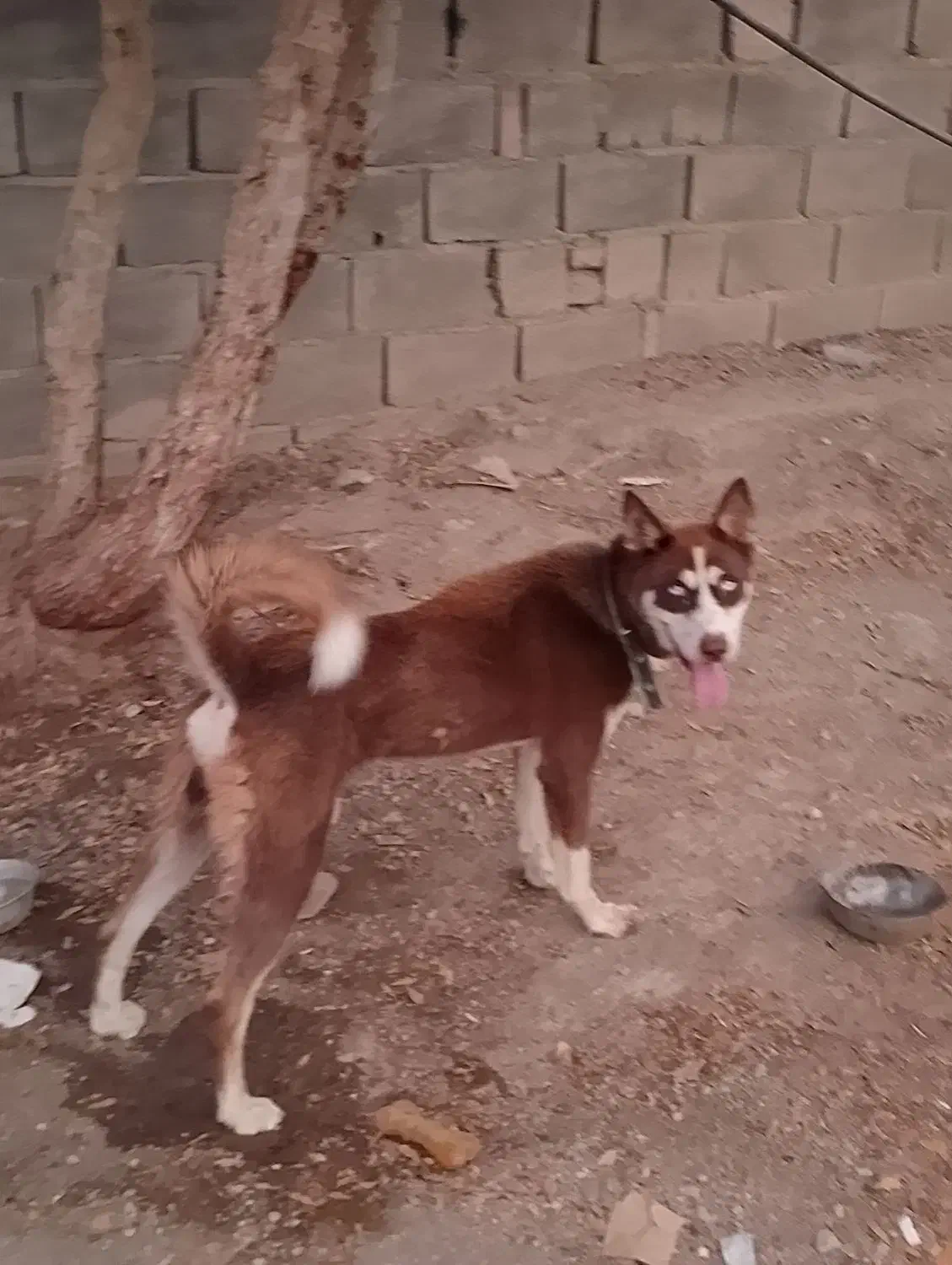 این سگ گم شده به یابنده مژدگانی داده میشود|سگ|جیرفت, |دیوار