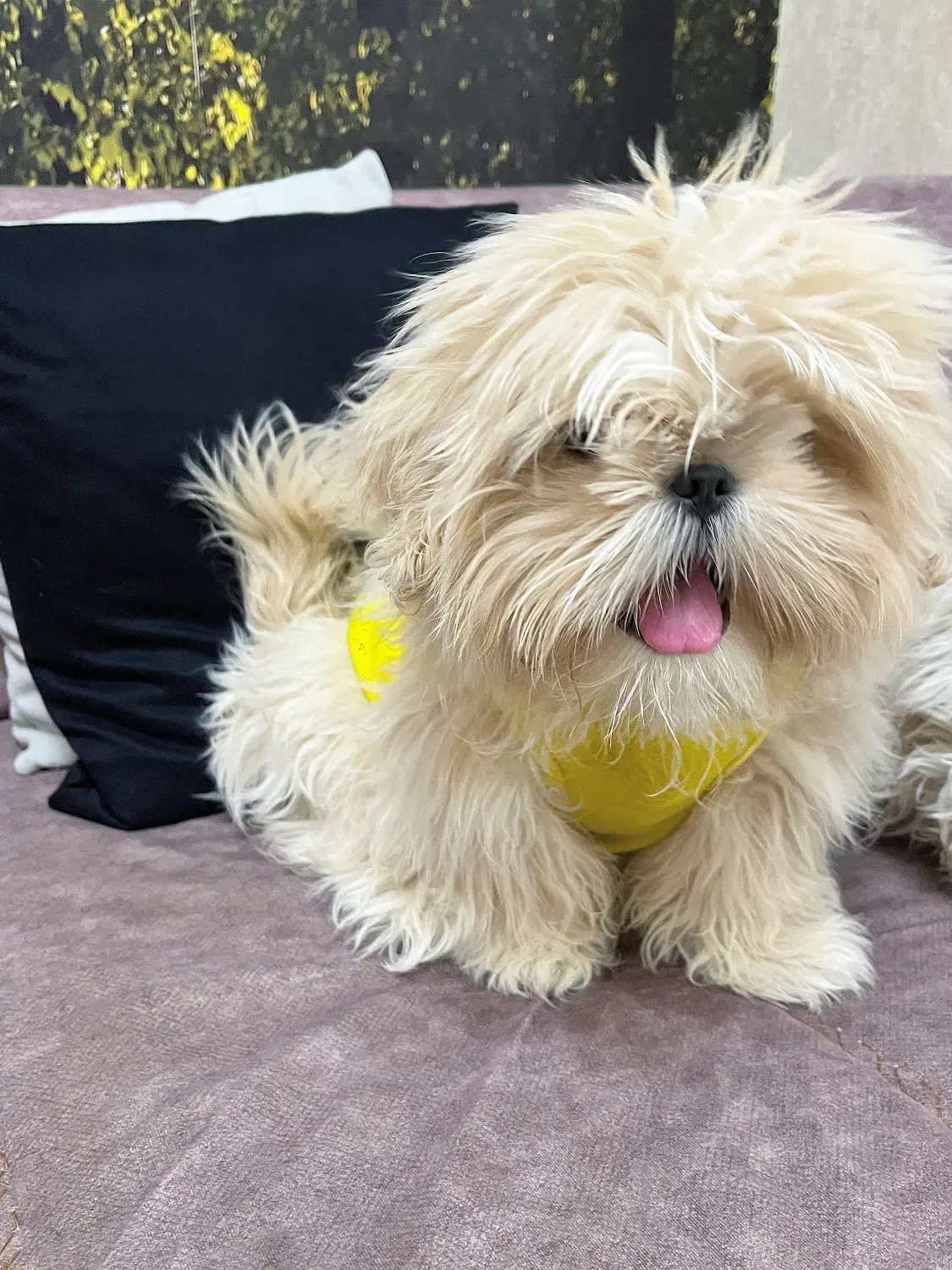 شیتزو|سگ|قزوین, |دیوار