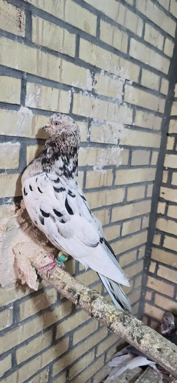 نره سرور|پرنده|میبد, |دیوار