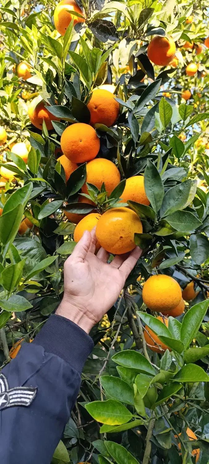 پرتقال خوش رنگ موجوده  قیمت ۴۰|خوردنی و آشامیدنی|عباس‌آباد, |دیوار